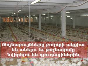 Թռչնաբույծները բողոքի ակցիա են անելու եւ թռչնագոմը նվիրելու են գյուղացիներին
