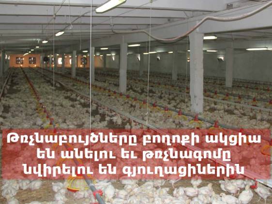 Թռչնաբույծները բողոքի ակցիա են անելու եւ թռչնագոմը նվիրելու են գյուղացիներին