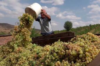Խաղողի գնման պայմանագրերում գին չեն նշել, որ վերջին պահին էժանով առնեն