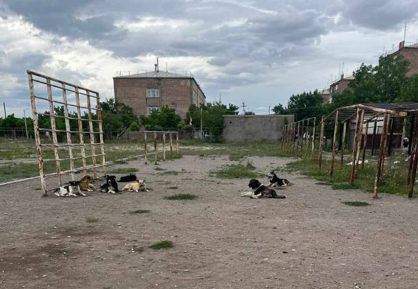 Թափառող շները լցվել են 4-րդ դպրոցի բակ. աշակերտները վախենում են գնալ դպրոց