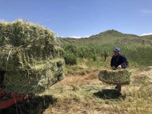 Խոտն առնող չկա, խոտ հնձողն  ու անասնապահն էլ պարեկ ու ոստիկան են դարձել