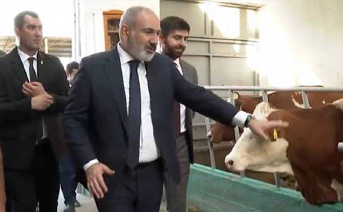 Իսկ որտե՞ղ աշխատեն ուսուցիչները՝ ձեր խելացի գոմերո՞ւմ