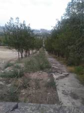 Ձեր կյանքի պուրակը ձեր գլխին կպնի