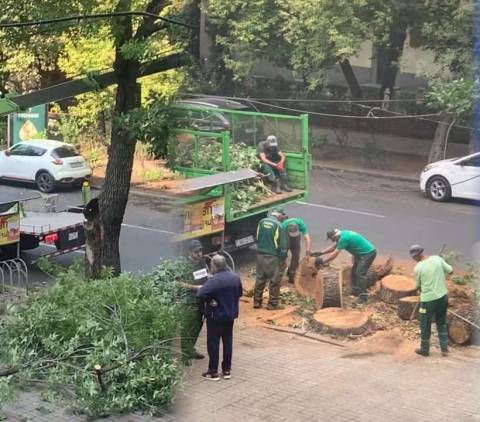 «Հրապարակ». Փչակով առողջ ծառը կտրեցին, բայց չորացած բարդիները չեն տեսնում
