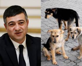 Սարիկ, շների անեծքն էր
