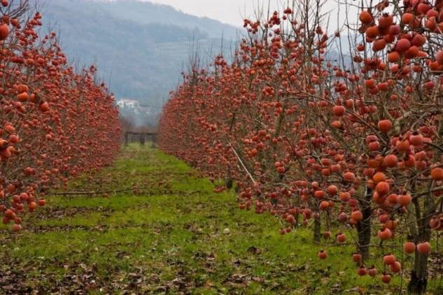 «Հրապարակ». Հայաստանը դարձել է «բույսի վարակների թանգարան»