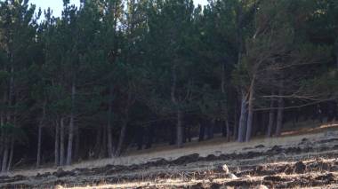 «Հրապարակ». Ձմռանն ո՞վ է անտառ հիմնում