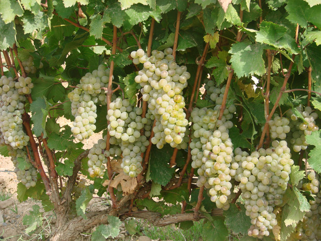 Ափաչափ ճամփորդություն
