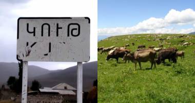 Կութի անասունները սոված գնում, սոված գալիս են