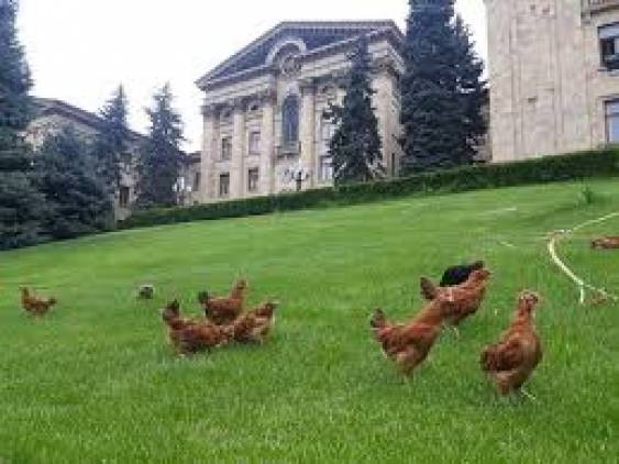 «Հրապարակ».Հավեր, կատուներ եւ ագռավներ` ԱԺ բակում