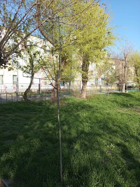 Բնակիչները ծառ են տնկել, թաղապետարանը ներկայացրել է որպես իր աշխատանք