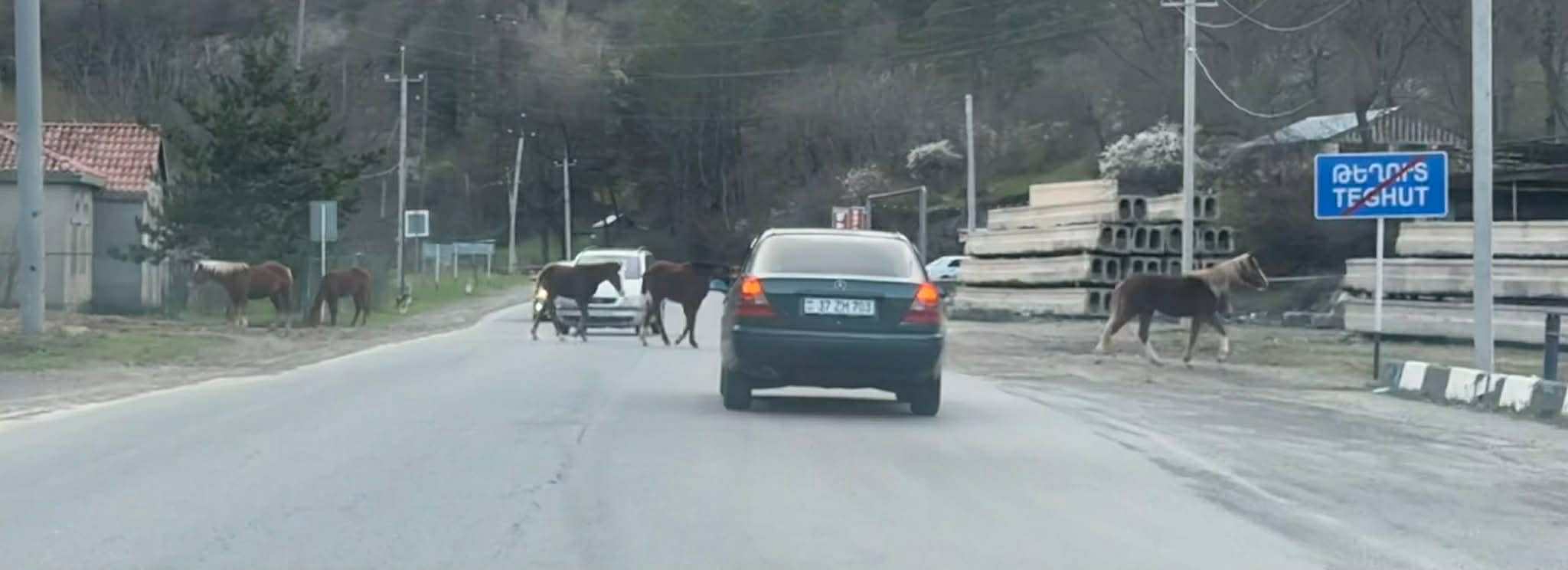 Նախիրը` միջպետական ավտոճանապարհին