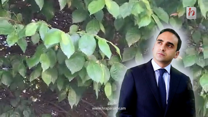 Հրապարակում լվիճներ են վխտում. ծառերը հիվանդ եւ անխնամ են