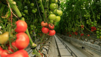 Ինչ ճակատագիր է սպառնում հայ ֆերմերներին