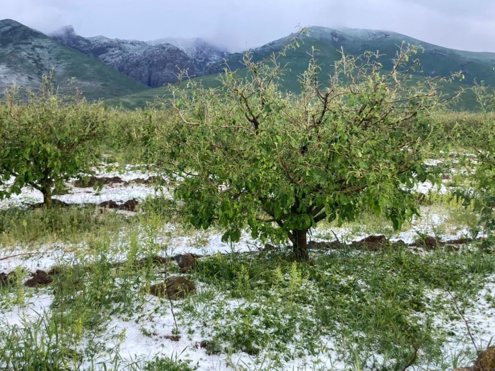 Կարկուտի հետևանքով Նոյեմբերյան համայնքում զգալի վնասներ են գրանցվել