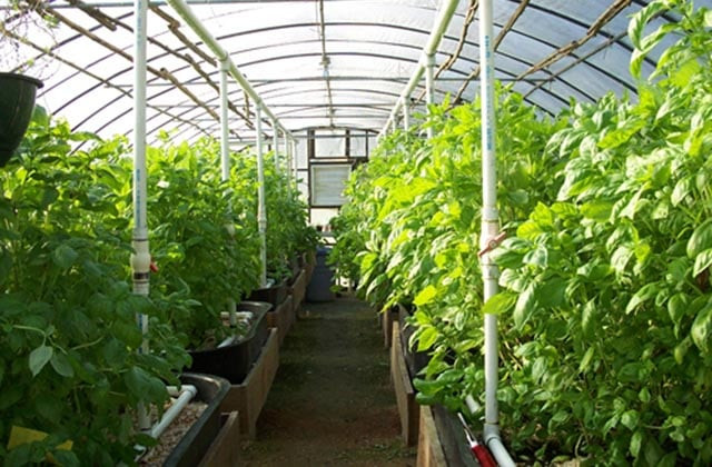 Նոր ծրագիր՝ ջերմատնային տնտեսություններ ունեցողների համար