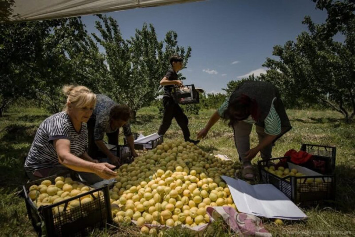 74.5% անկում. հայկական գյուղմթերքի արտահանման ճգնաժամի համակարգային պատճառները․ Տիգրան Դումիկյան