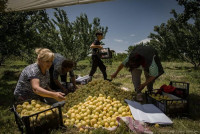 74.5% անկում. հայկական գյուղմթերքի արտահանման ճգնաժամի համակարգային պատճառները․ Տիգրան Դումիկյան