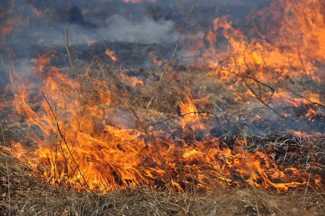 Դաշտաքար գյուղում այրվել է 10 հա խոտածածկ
