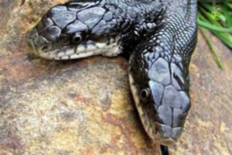 17 տարի ապրած երկգլխանի օձը զարմացրել է գիտնականներին 