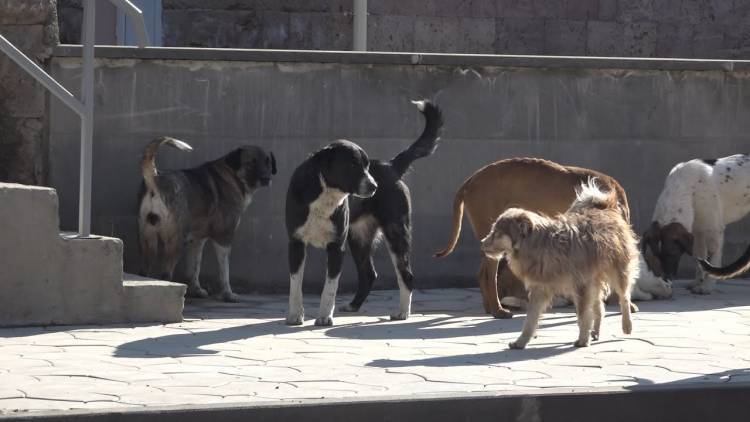 Գյումրիում շուն չի մնացել․ կենդանասերները դիմել են դատախազություն