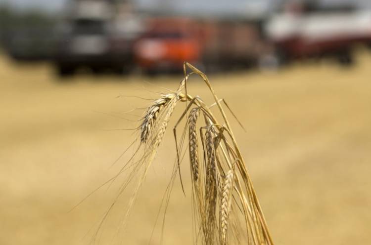 Խզել են Ուկրաինայից 240 հազար տոննա ցորենի գնման պայմանագրերը