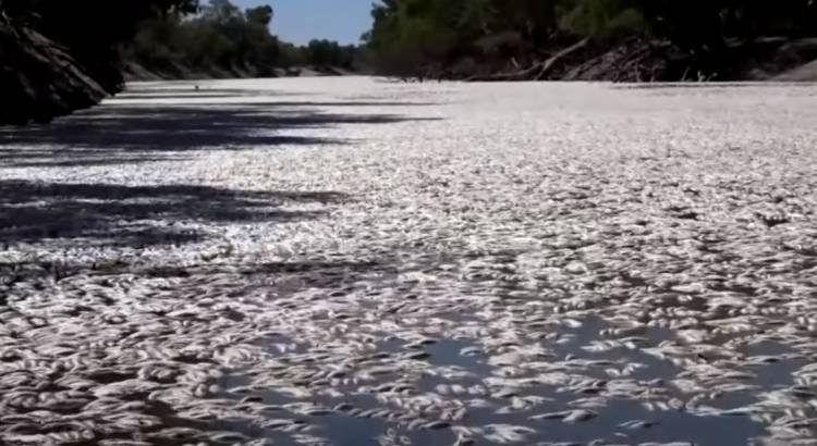 Ավստրալիայի ափերին տոննաներով սատկած ձկներ են լցվել (տեսանյութ)