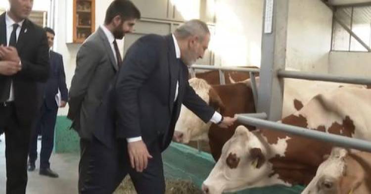 Բա քեզ պե՞տք է՝ կովը է՞գ է, թե՞ որձ․․․