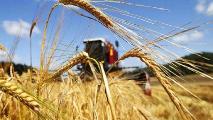 Արցախի կառավարությունը պատրաստ է մթերել ցորենի բերքը, գնել այն շուկայական գնով