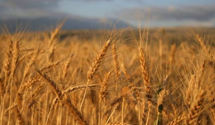 Ռուսաստանը 6 ամսով կարգելի ցորենի արտահանումը երկրից