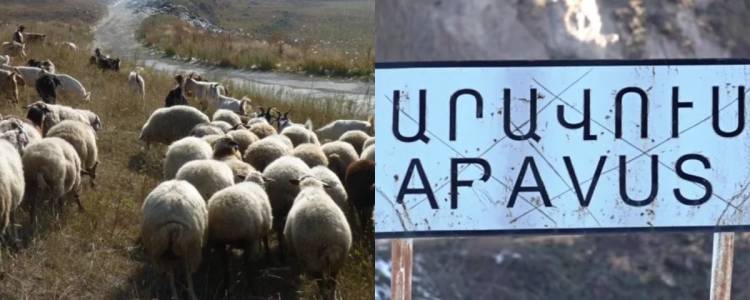 Ադրբեջանցիները գողացել են Արավուսի վարչական ղեկավարի եղբոր` 200-ից ավել ոչխարը