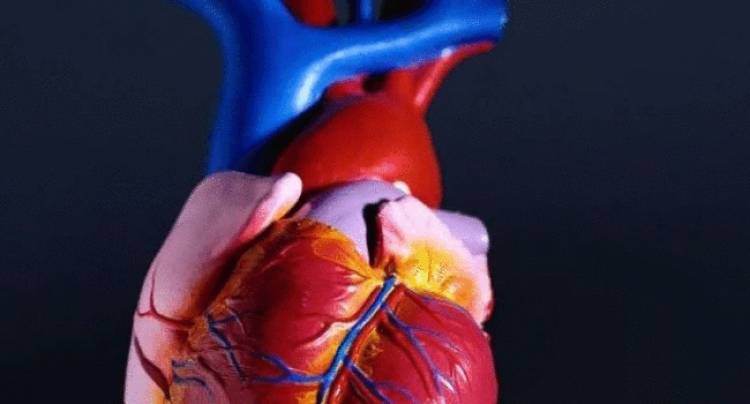 Հայտնաբերվել է մարդու սրտի ծերացման մասին հուշող սպիտակուց