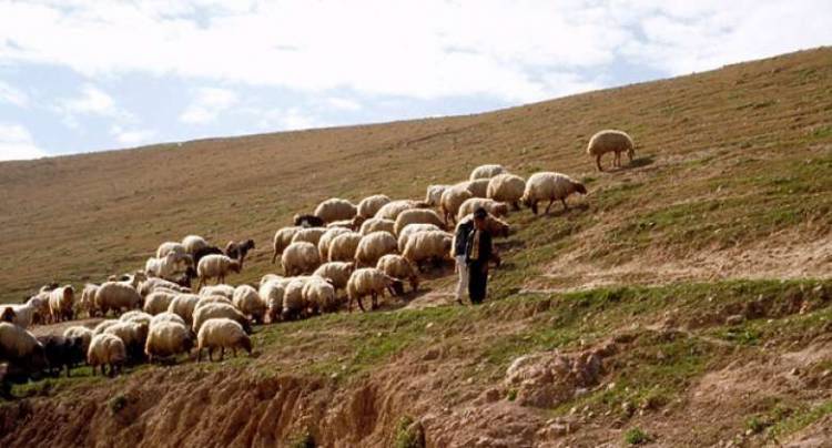 Որ համայնքից է մոլորված հովիվը