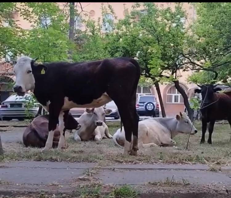 Հովիվն իր կովերին տարել է Արաբկիրի ոստիկանության այգի