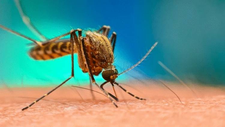 Երբ են մոծակներն ավելի շատ «գրոհում» մարդկանց վրա. գիտնականներ 