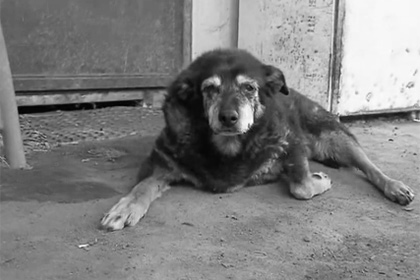 Կյանքից հեռացել է աշխարհի ամենածեր շունը