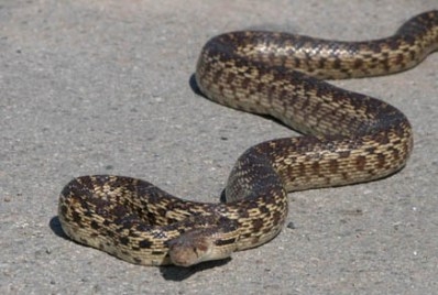 Երևանում օձ է հայտնաբերվել