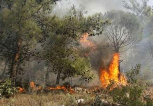 Հայաստանում այրվող անտառները վերականգնելը հեշտ է