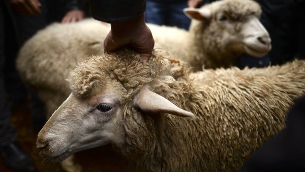 Չեչնիայում մահմեդական տոնի կապակցությամբ կարիքավոր բնակչությանը կով, ոչխար և ուղտ կբաժանեն