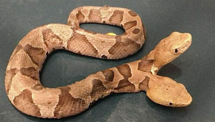 ԱՄՆ Վիրջինիա նահանգում երկգլխանի օձ է հայտնաբերվել