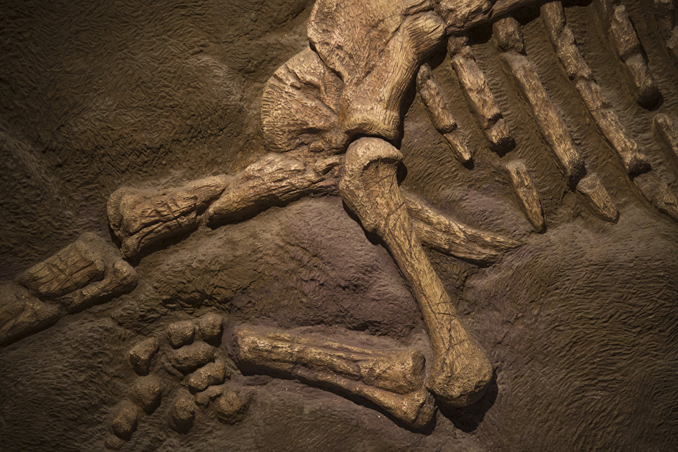 Նորահայտ դինոզավրի ոսկորներ են հայտնաբերել