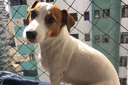 Բրազիլիայում 7-րդ հարկից ընկած շունը ողջ է մնացել