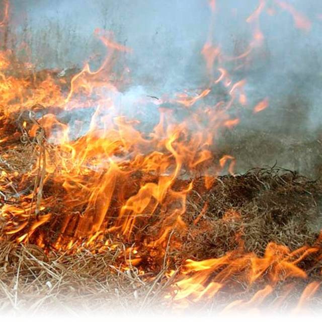 Հիմնականում խնամքից դուրս տարածքներն են այրվում, որոնք չեն մշակվում. Բուսաբանական այգու փոխտնօրեն