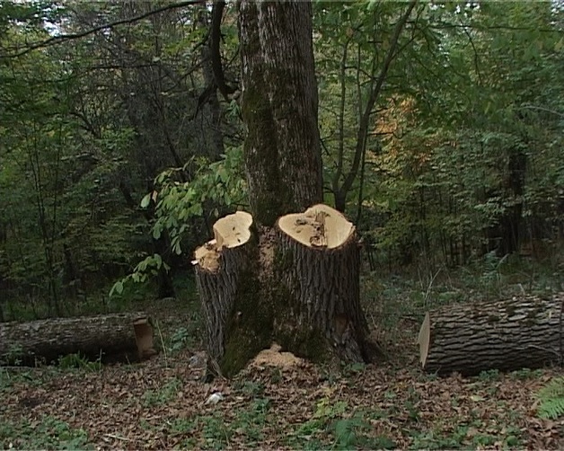 Փայտագողերը ծեծի են ենթարկել անտառապահին