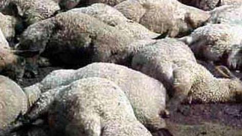 Լոռու մարզում գայլերը 30 ոչխար են հոշոտել