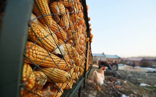 Թուրքիան արգելել է ռուսական անմաքս ցորենի և եգիպտացորենի ներկրումը