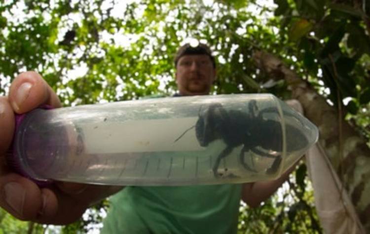 Ինդոնեզիայում հայտնաբերել են հսկա մեղու, որին համարել էին վերացած