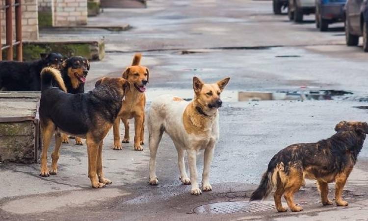 Դաժան սպանդ՝ Էջմիածնում, սպանվել են նաև քաղաքապետարանի կողմից ստերջացված շներ