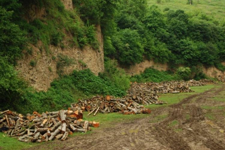 Չարաշահումներ Թեղուտի հանքավայրի շահագործման նպատակով կատարված անտառահատմամբ հասցված վնասը հատուցելու՝ անտառապատման և խնամքի գործընթացներում