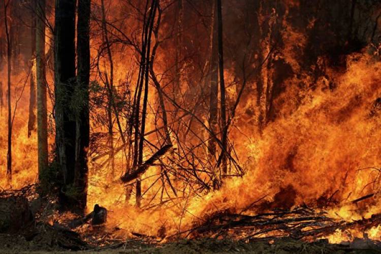 Картинки по запросу Դիլիջանի ու Լոռու անտառներն այրվում են. գյուղացիներն ու հրշեջները փորձում են փրկել անտառը
